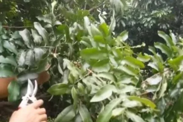石硖龙眼的种植技术,幼苗期要为其摘心打顶