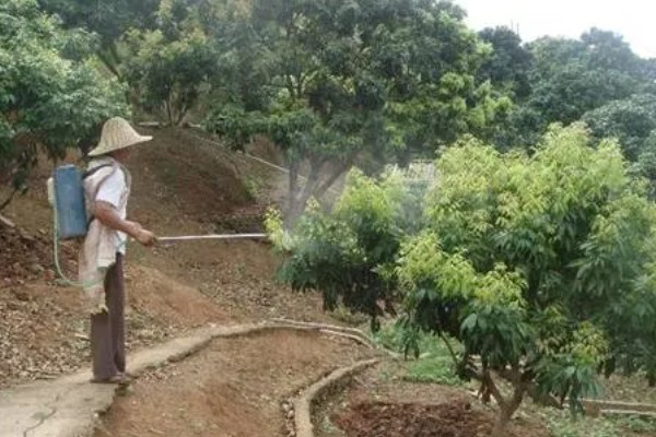 石硖龙眼的种植技术,幼苗期要为其摘心打顶