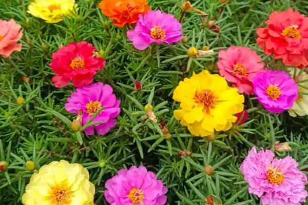 三八妇女节适合赠送哪些花卉,康乃馨、百合花等品种均可选择
