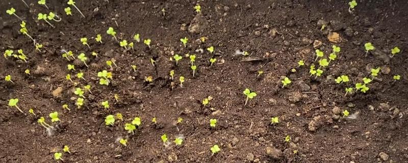 怎么让生菜快速发芽，浸种后放在容器中催芽