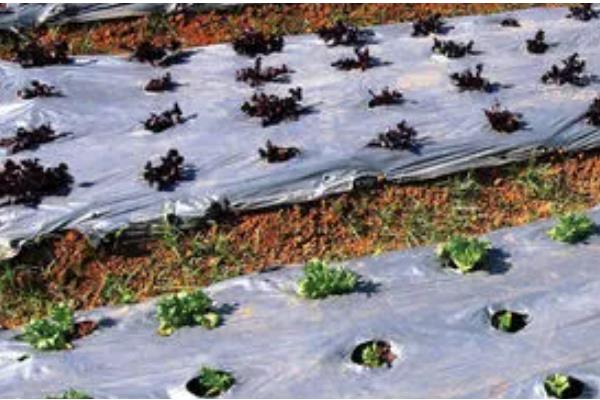 怎么让生菜快速发芽，浸种后放在容器中催芽