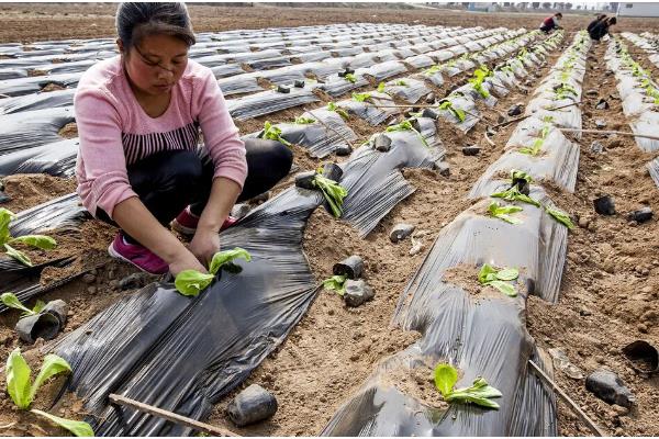 怎么让生菜快速发芽，浸种后放在容器中催芽