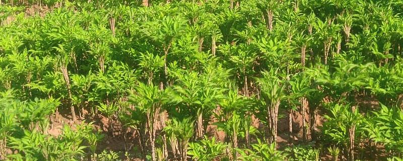 魔芋怎么种植，播种深度为5厘米