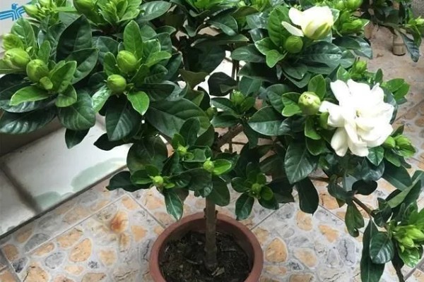 栀子花有什么作用和禁忌,可以辟邪化煞不能放在门前