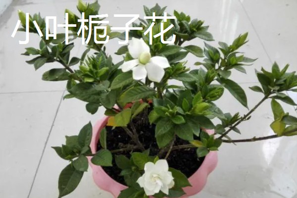 栀子花有什么作用和禁忌,可以辟邪化煞不能放在门前