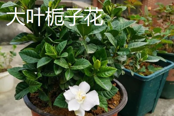 栀子花有什么作用和禁忌,可以辟邪化煞不能放在门前