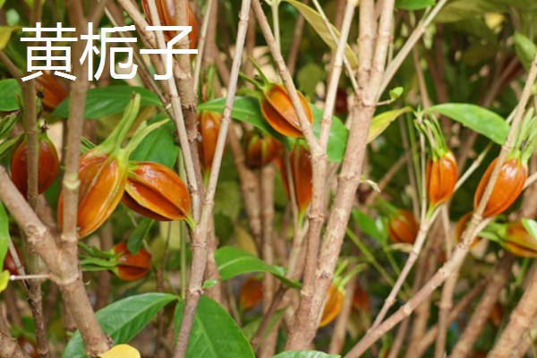 栀子花有什么作用和禁忌,可以辟邪化煞不能放在门前