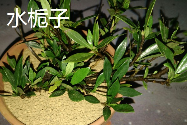 栀子花有什么作用和禁忌,可以辟邪化煞不能放在门前