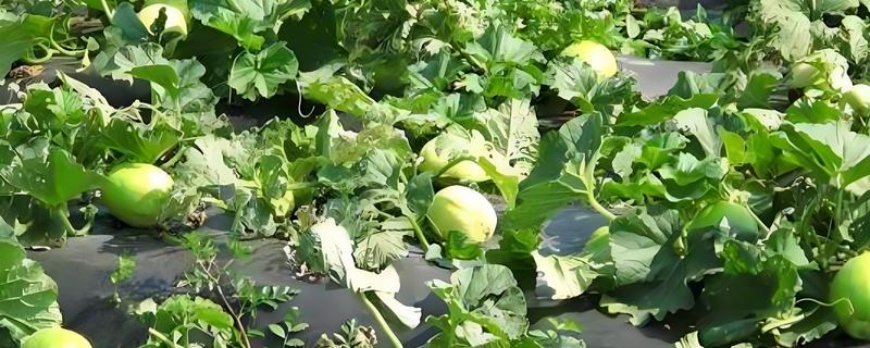 香瓜从种植到成熟需要多久，经过70-150天左右才能成熟