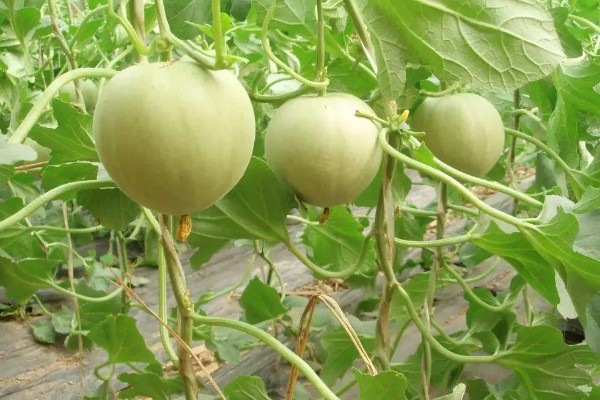 香瓜从种植到成熟需要多久,经过70-150天左右才能成熟