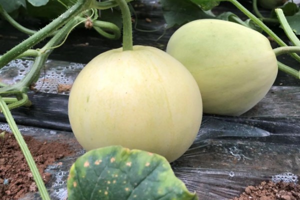 香瓜从种植到成熟需要多久,经过70-150天左右才能成熟