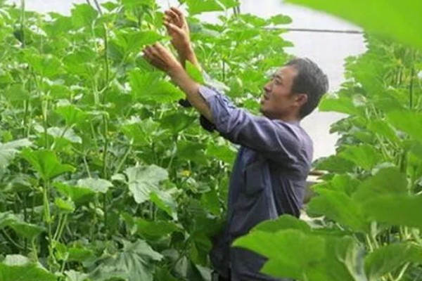 香瓜从种植到成熟需要多久,经过70-150天左右才能成熟
