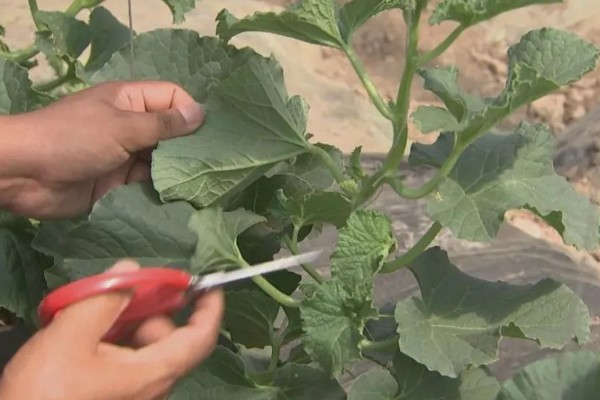 香瓜从种植到成熟需要多久,经过70-150天左右才能成熟