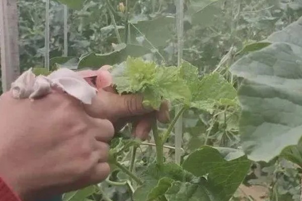 香瓜从种植到成熟需要多久,经过70-150天左右才能成熟