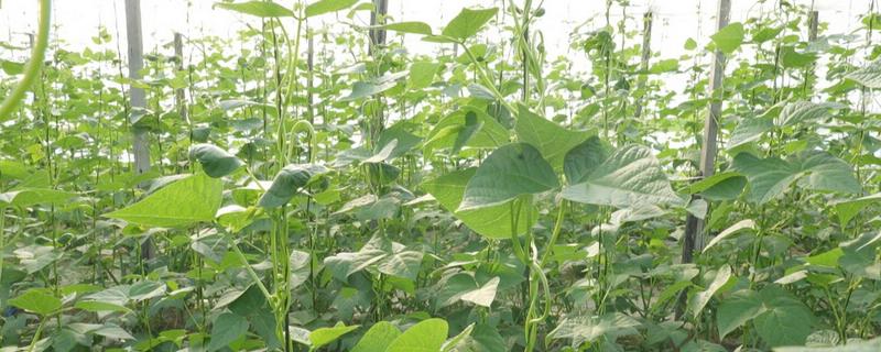 春季适合在大棚内种什么菜，可选择豆角、黄瓜等品种