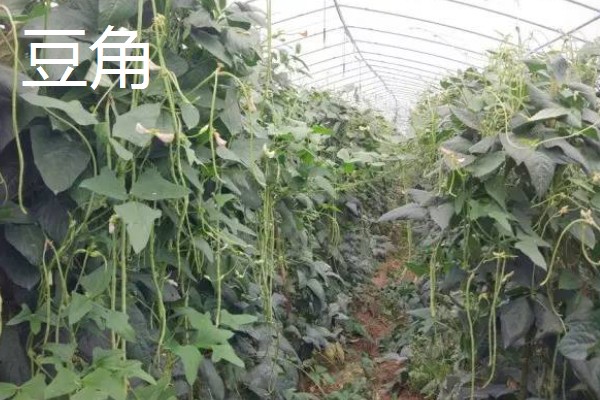 春季适合在大棚内种什么菜，可选择豆角、黄瓜等品种