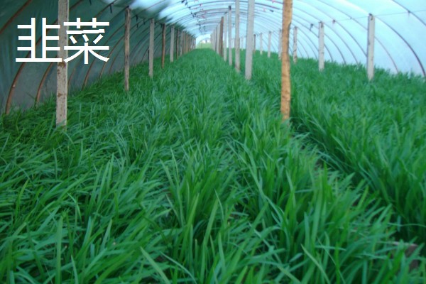 春季适合在大棚内种什么菜，可选择豆角、黄瓜等品种