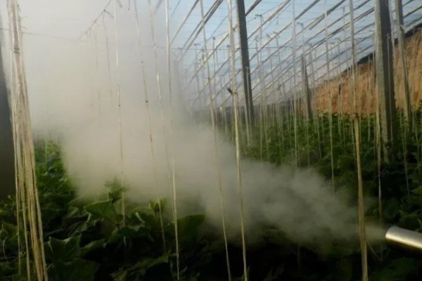 春季适合在大棚内种什么菜，可选择豆角、黄瓜等品种
