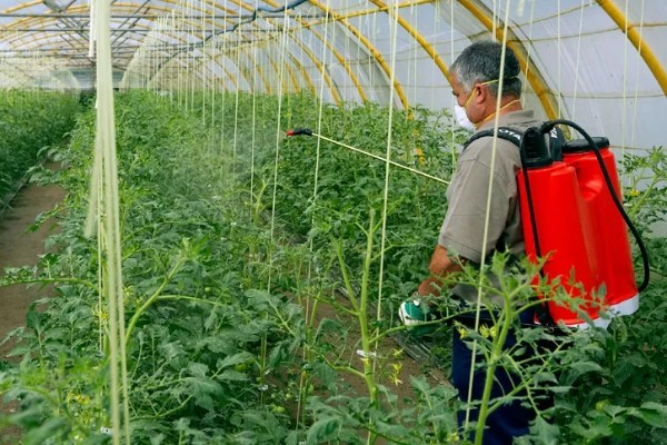 春季适合在大棚内种什么菜，可选择豆角、黄瓜等品种