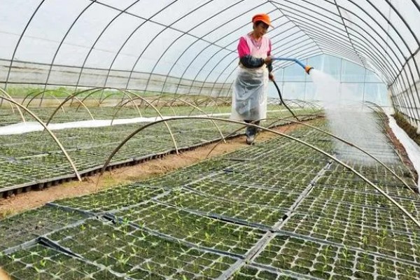 春季适合在大棚内种什么菜，可选择豆角、黄瓜等品种