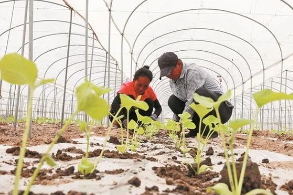 春季适合在大棚内种什么菜，可选择豆角、黄瓜等品种