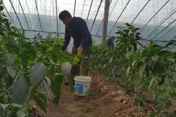 春季适合在大棚内种什么菜，可选择豆角、黄瓜等品种