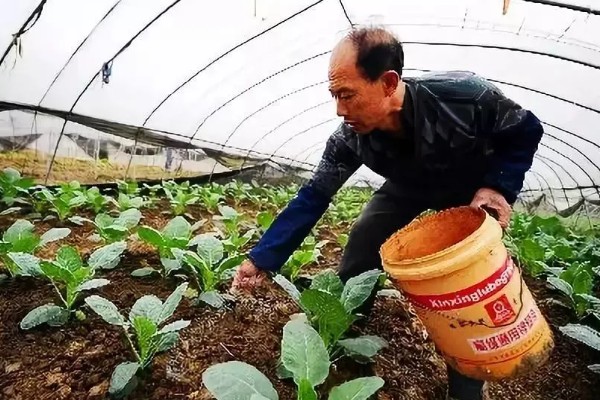 春季适合在大棚内种什么菜，可选择豆角、黄瓜等品种