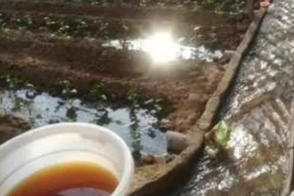春季适合在大棚内种什么菜，可选择豆角、黄瓜等品种