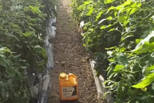 春季适合在大棚内种什么菜，可选择豆角、黄瓜等品种