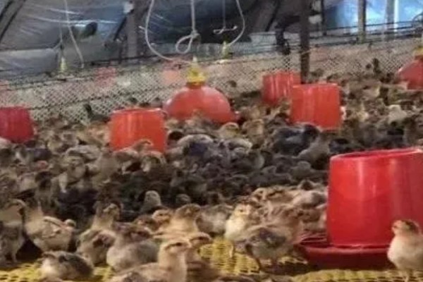 散养鹅怎么放牧,根据雏鹅的日龄决定放牧时间