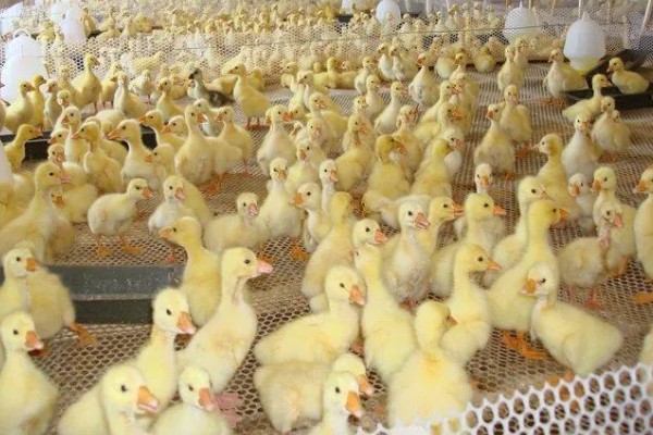 散养鹅怎么放牧,根据雏鹅的日龄决定放牧时间