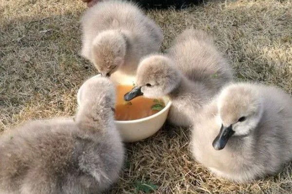散养鹅怎么放牧,根据雏鹅的日龄决定放牧时间