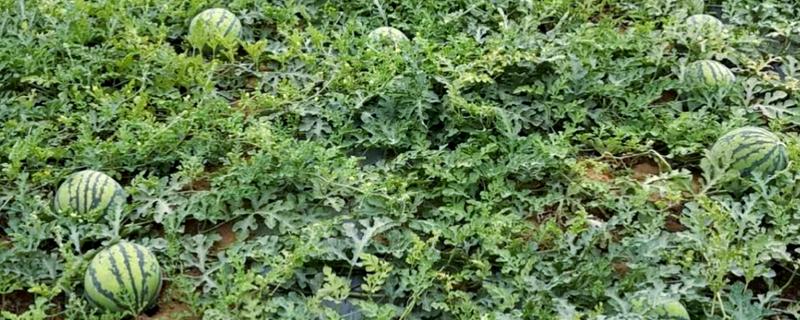 西瓜的种植方法，伸蔓期追施三元复合肥