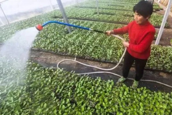西瓜的种植方法，伸蔓期追施三元复合肥