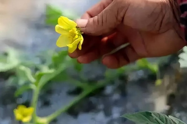 西瓜的种植方法，伸蔓期追施三元复合肥