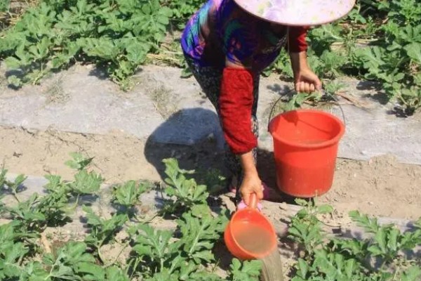 西瓜的种植方法，伸蔓期追施三元复合肥