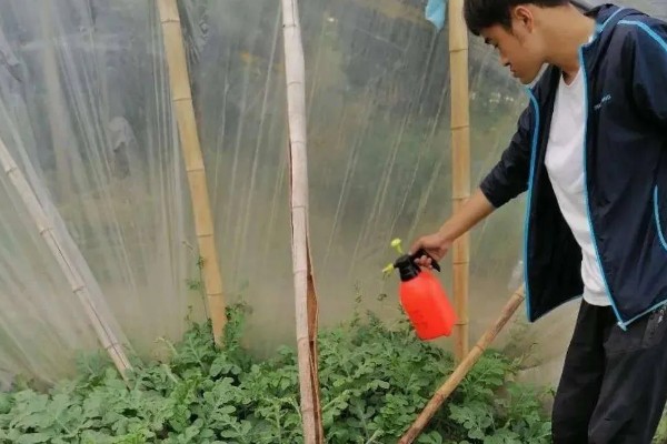西瓜的种植方法，伸蔓期追施三元复合肥