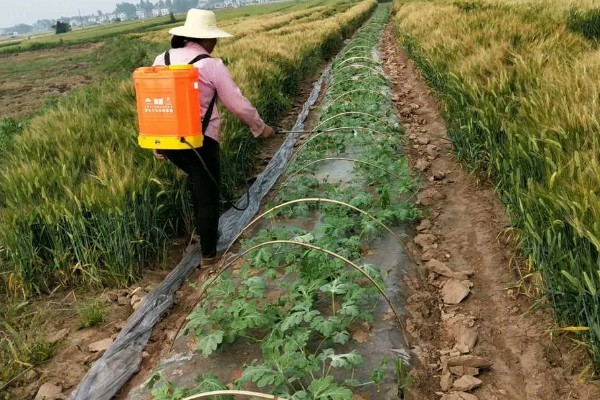 西瓜的种植方法，伸蔓期追施三元复合肥