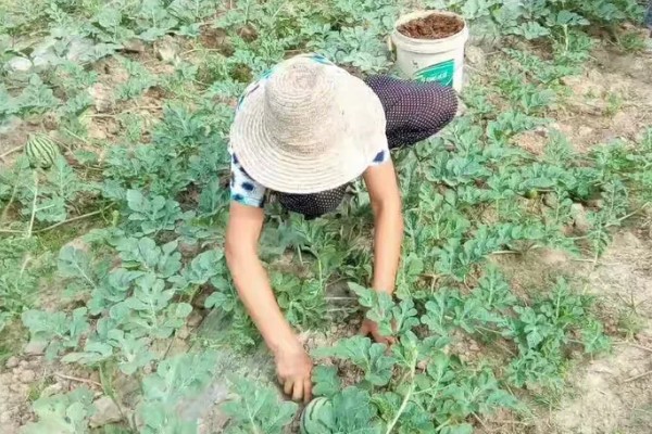 西瓜的种植方法，伸蔓期追施三元复合肥