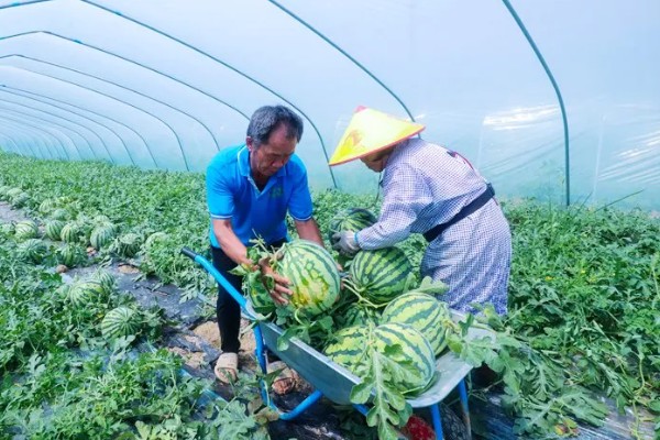 西瓜的种植方法，伸蔓期追施三元复合肥