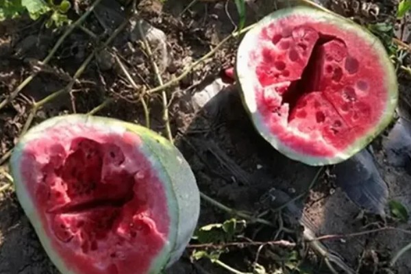 西瓜的种植方法，伸蔓期追施三元复合肥