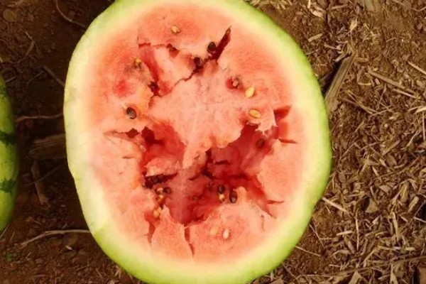 西瓜的种植方法，伸蔓期追施三元复合肥