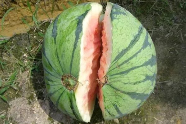 西瓜的种植方法，伸蔓期追施三元复合肥