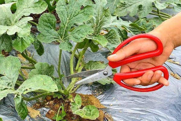 西瓜的种植方法，伸蔓期追施三元复合肥