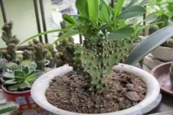 麒麟掌的生根方法，蘸取草木灰再插入土壤中