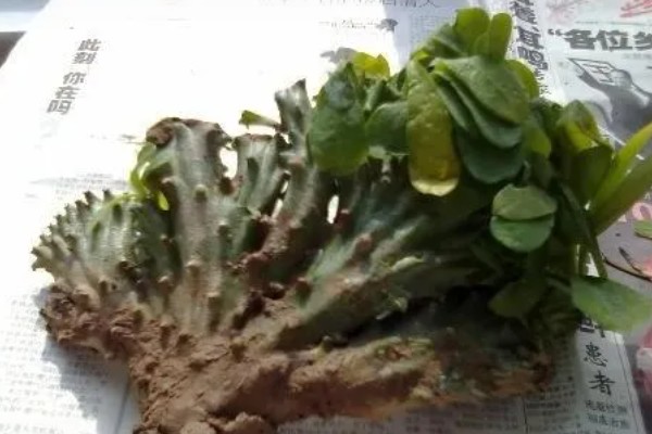 麒麟掌的生根方法，蘸取草木灰再插入土壤中