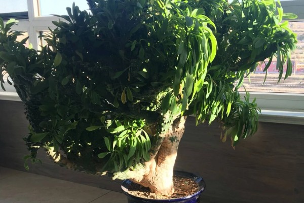 麒麟掌的生根方法，蘸取草木灰再插入土壤中