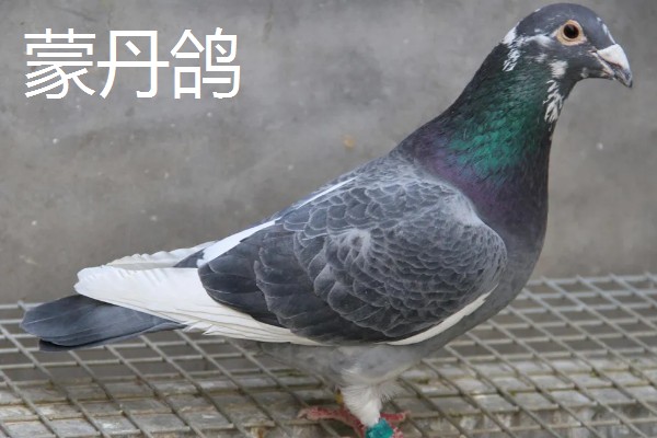 鸽子鸡的简介，是一种著名的肉鸽