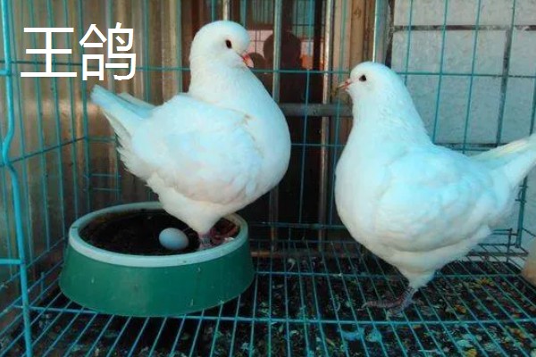 鸽子鸡的简介，是一种著名的肉鸽