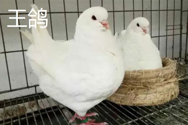 鸽子鸡的简介，是一种著名的肉鸽